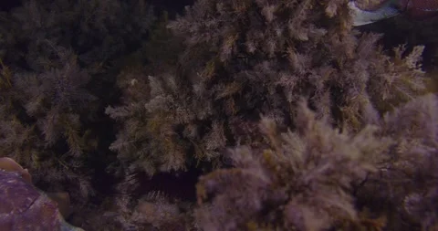 Two Cuttlefish Swims At Dusk Stock Footage 317420852