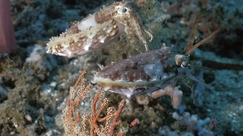 Two cuttlefishes swimming together, under water shot, Indonesia Stock Footage 100647591