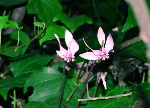 Two cyclamen flowers Stock Photos
