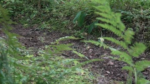 Two cyclists drive along a forest road, dirt flies from under the wheels Stock Footage 116488599