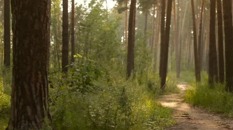 Two Cyclists on Forest Trail 2 Vidéo 52567385