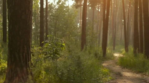 Two Cyclists on Forest Trail 스톡 동영상 52567050