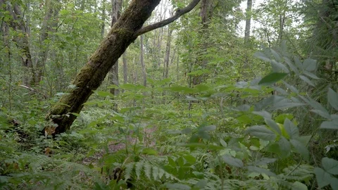 Two cyclists pass along a forest path one after another, under a tree Stock Footage 116488067