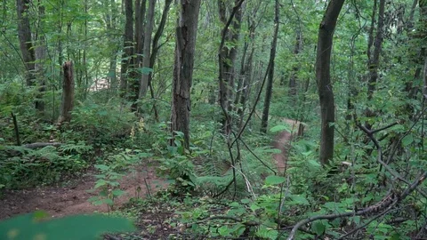 Two cyclists ride along forest road, one after another, around trees Stock Footage 116488272
