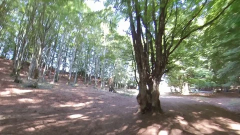 Two Cyclists ride on a mountain path in a forsest at sunny morning, VR360 effect Stock Footage 113056943