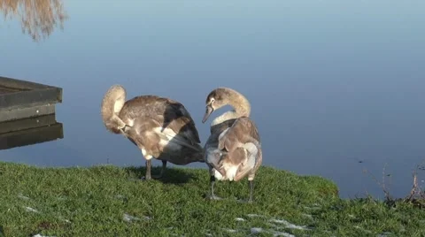 Two cygnet mute swans preening on the flooded marshland. Stock Footage 45447189