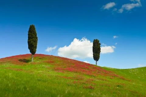 Two cypresses Stock Photos