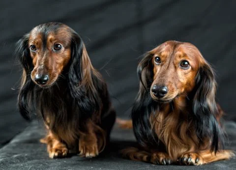 Two Dachshund on a dark background 库存照片