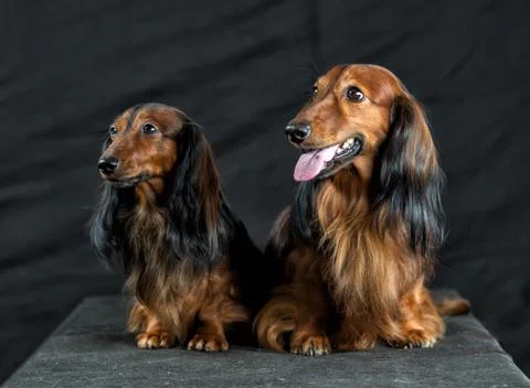 Two Dachshund on a dark background Stock Photos
