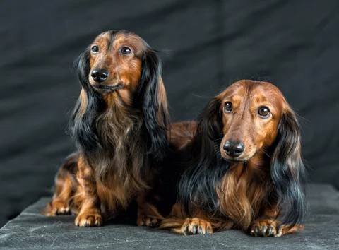 Two Dachshund on a dark background Stock Photos