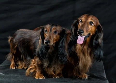 Two Dachshund on a dark background Stock-Fotos