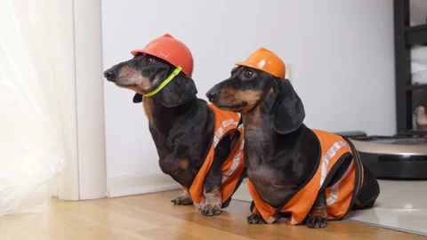Two dachshund dogs dressed as construction workers sitting indoors Stock Footage 343899814