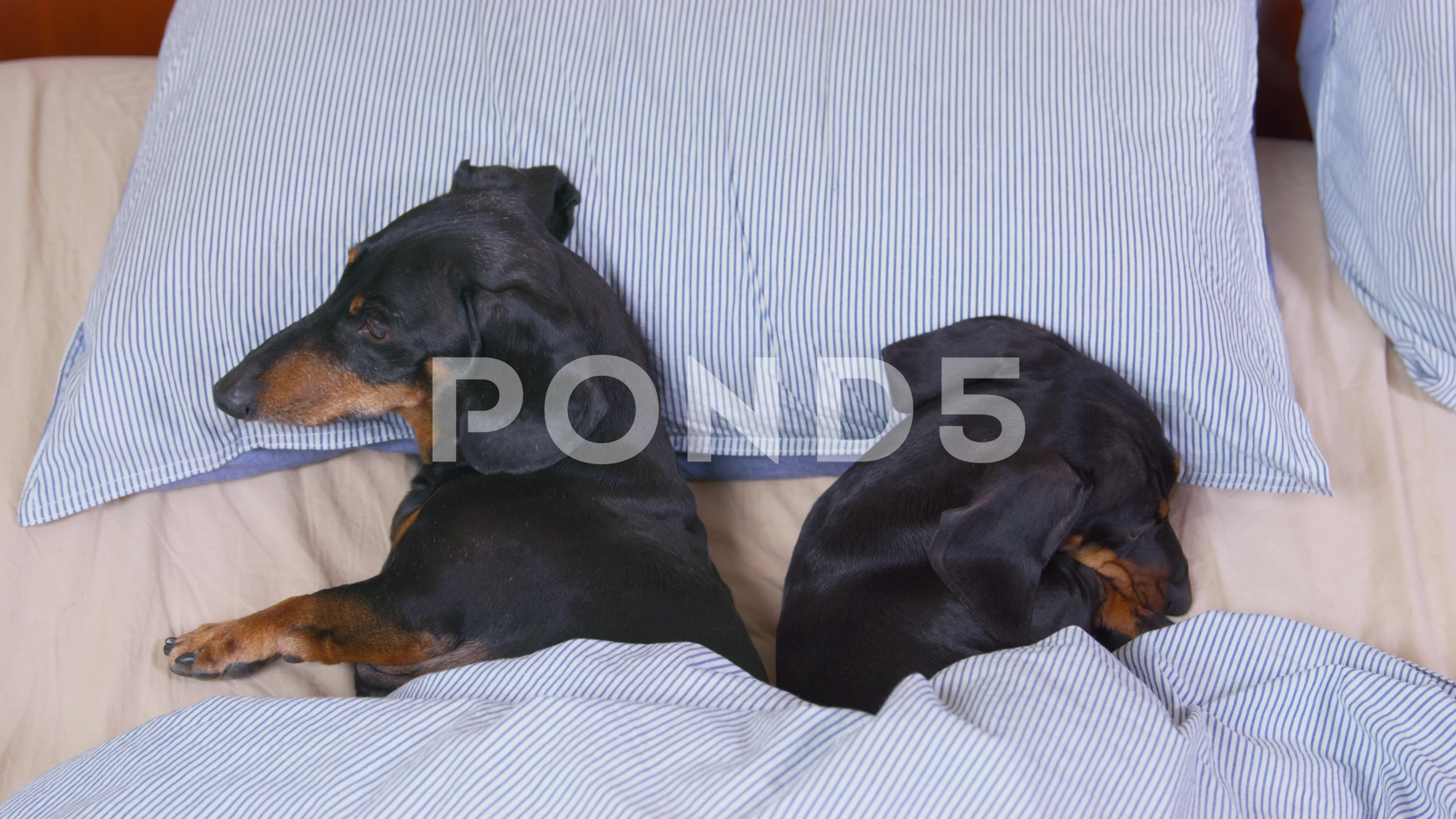 How Much Do Weiner Dogs Sleep