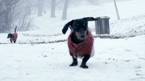 Two Dachshund runs toward camera in the snow - HD Slow Motion Stock Footage 61433180