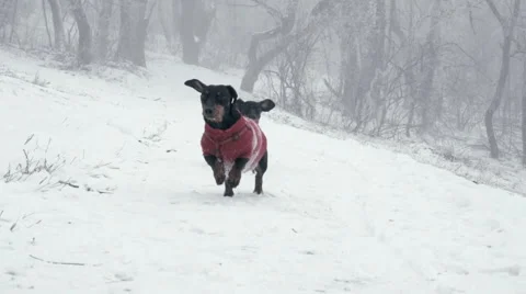 Two Dachshund runs toward camera in the snow - HD Slow Motion Stock Footage 61433662