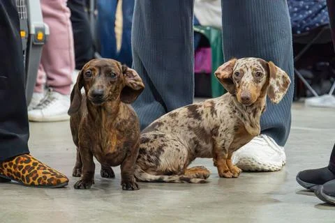 Two dachshunds, different angles, brown and black coat left, brown and whit.. 库存照片