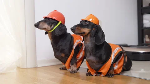 Two dachshunds dressed as construction workers indoors Stock Footage 326970641