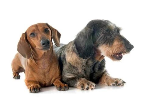 Two dachshunds Stock Photos