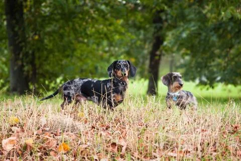 Two dachshunds, wire-haired and marbled Stock Photos