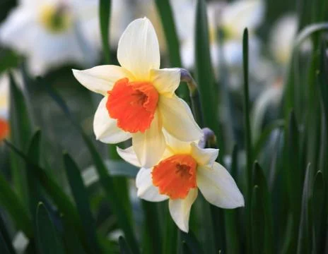 Two daffodil Stock Photos