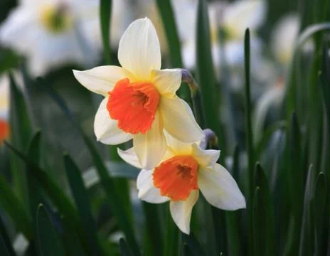 Two daffodil Stock Photos