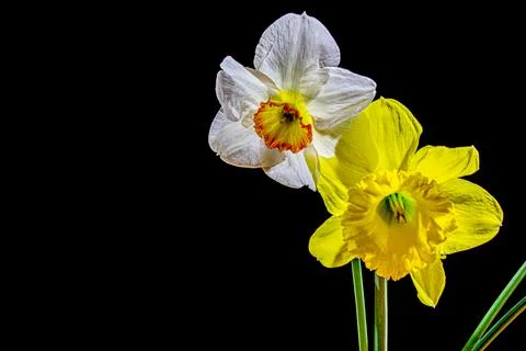 Two daffodils on a black background. Two spring flowers Stock Photos