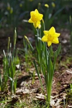 Two daffodils Stock Photos