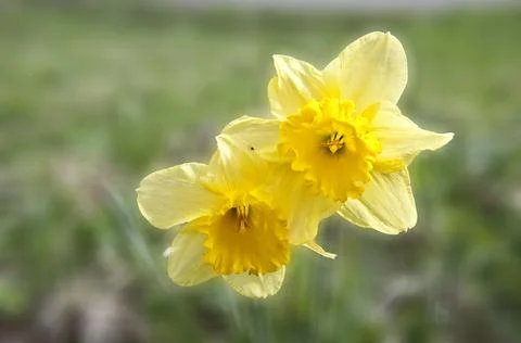 Two Daffodils Stock Photos