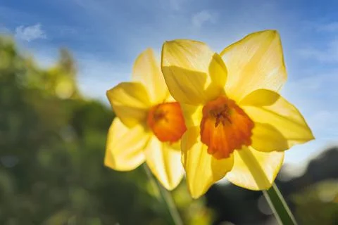 Two daffodils seen from below looking up. Stock Photos