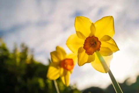 Two daffodils seen from below looking up. Stock Photos