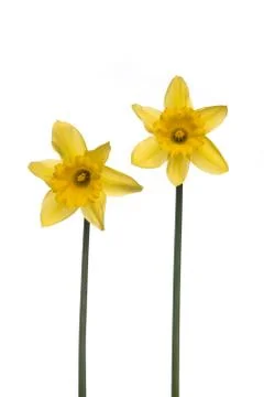 Two Daffodils at a white background Stock Photos