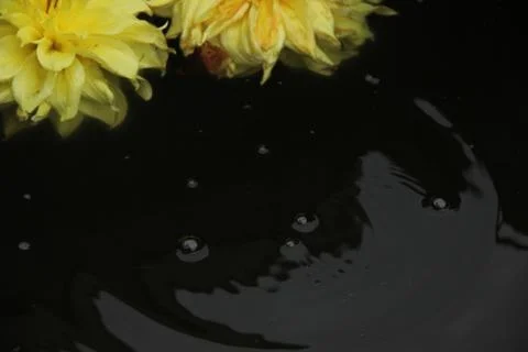 Two dahlia flowers float on the surface of dark water. A drop falls and circl Stock Photos