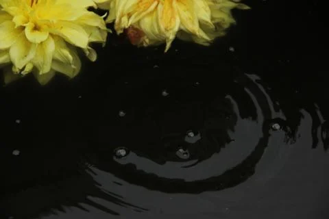 Two dahlia flowers float on the surface of dark water. A drop falls and circl Stock Photos
