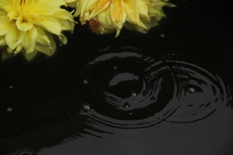 Two dahlia flowers float on the surface of dark water. A drop falls and circl Stock Photos