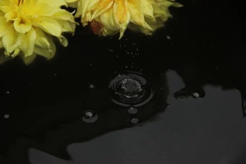 Two dahlia flowers float on the surface of dark water. A drop falls and circl Stock Photos