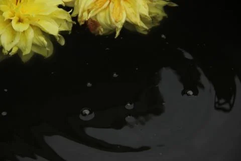 Two dahlia flowers float on the surface of dark water. A drop falls and circl Stock Photos