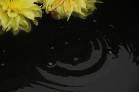 Two dahlia flowers float on the surface of dark water. A drop falls and circl Stock Photos