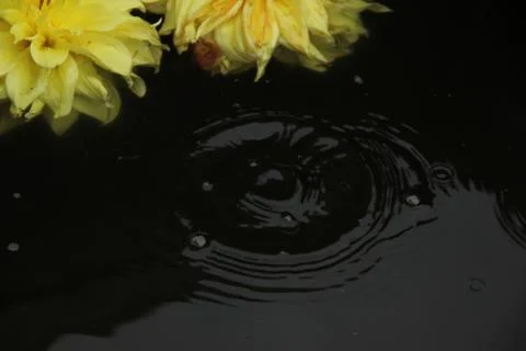 Two dahlia flowers float on the surface of dark water. A drop falls and circl Stock Photos