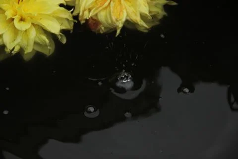 Two dahlia flowers float on the surface of dark water. A drop falls and circl Stock Photos