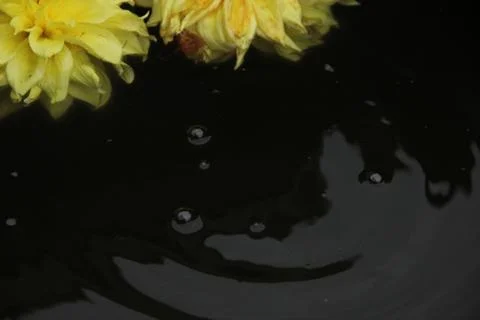 Two dahlia flowers float on the surface of dark water. A drop falls and circl Stock Photos