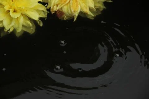 Two dahlia flowers float on the surface of dark water. A drop falls and circl Stock Photos