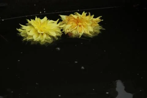 Two dahlia flowers float on the surface of dark water. A drop falls and circl Stock Photos