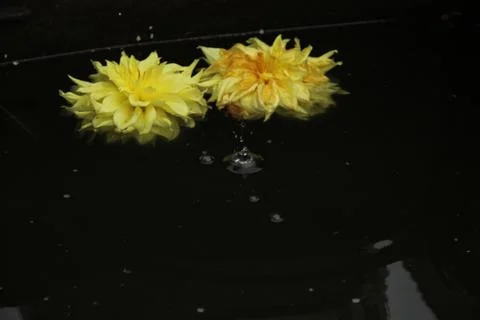 Two dahlia flowers float on the surface of dark water. A drop falls and circl Stock Photos