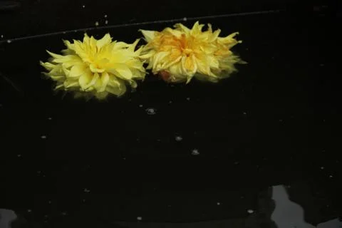 Two dahlia flowers float on the surface of dark water. A drop falls and circl Stock Photos