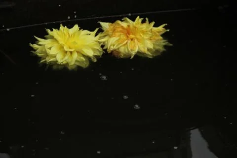 Two dahlia flowers float on the surface of dark water. A drop falls and circl Stock Photos