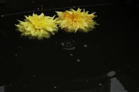 Two dahlia flowers float on the surface of dark water. A drop falls and circl Stock Photos