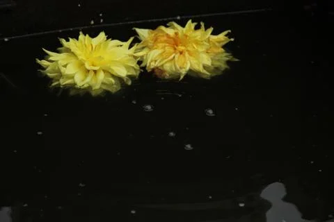 Two dahlia flowers float on the surface of dark water. A drop falls and circl Stock Photos