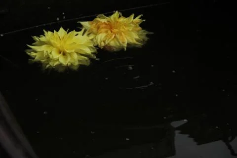 Two dahlia flowers float on the surface of dark water. A drop falls and circl Stock Photos