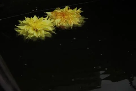 Two dahlia flowers float on the surface of dark water. A drop falls and circl Stock Photos