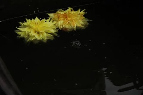 Two dahlia flowers float on the surface of dark water. A drop falls and circl Stock Photos